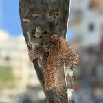 Κρεμαστό Χειροποίητο Πήλινο Διακοσμητικό