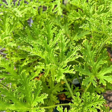 Άρωμα Citronella για Κεριά και Αρωματικά Χώρου