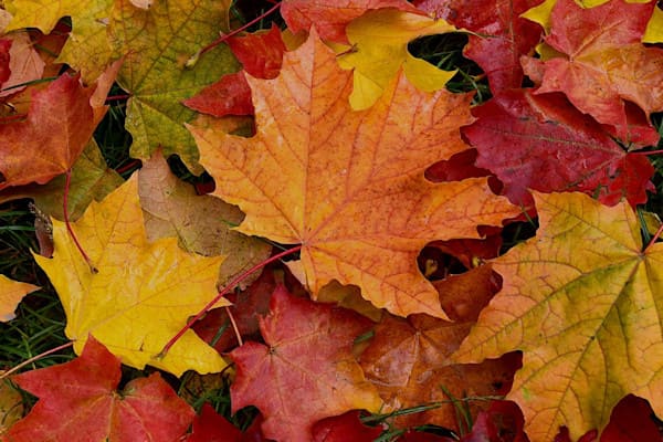 Ο καιρός αλλάζει – Ώρα να ανάψουμε το πρώτο κερί σόγιας του φθινοπώρου